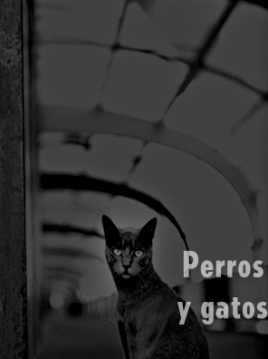 Gatos y perros